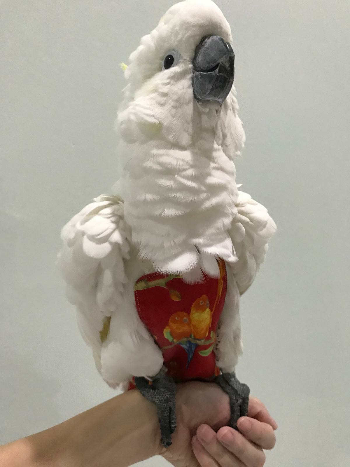 Cockatoo Flight Suit