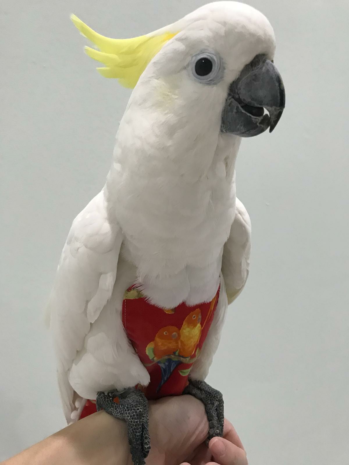 Cockatoo Flight Suit