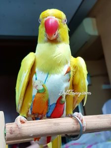 A flight diaper suit, with Macaw prints, for a lutino Indian Ringneck parrot.