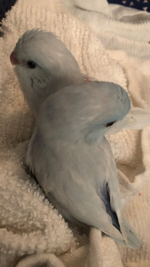 Parrotlet Bird Diaper Flight Suit