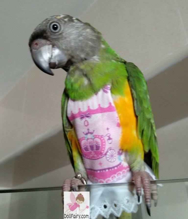 Senegal Parrot Bird Diaper Flight Suit