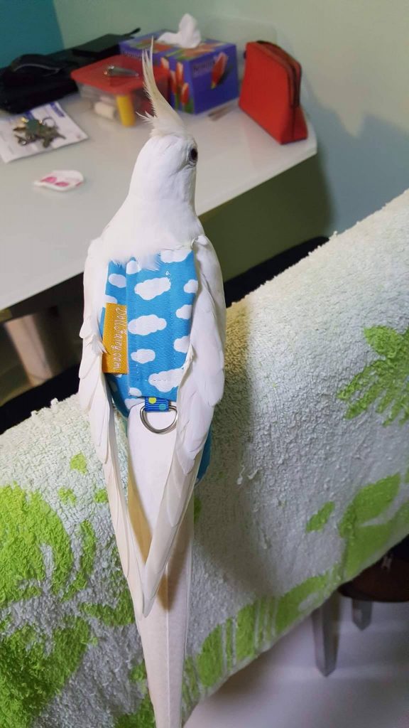 Albino Cockatiel Bird Diaper Flight Suit