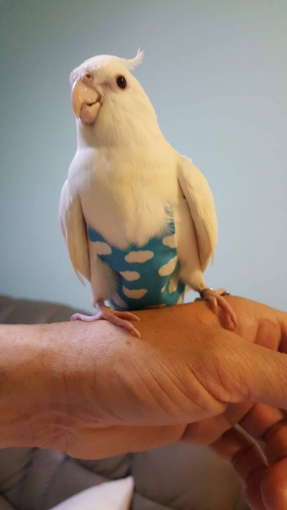 Albino Cockatiel Bird Diaper Flight Suit