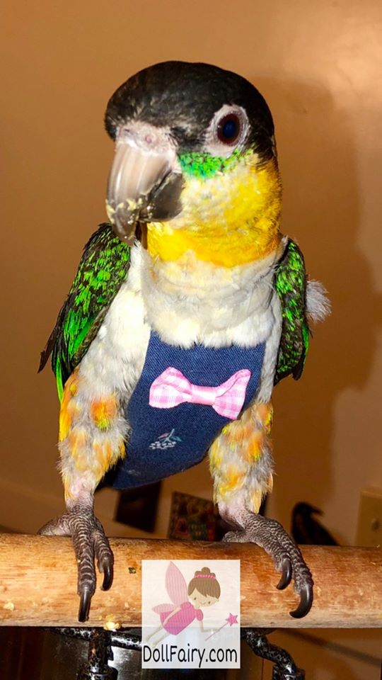 Black-headed Caique Parrot Diaper Flight Suit