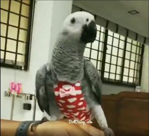 NurRio African Grey Parrot Diaper Flight Suit