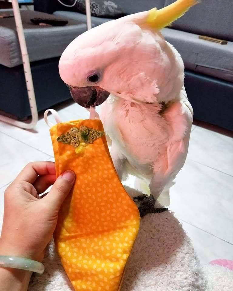 Cockatoo Bird Diaper Flight Suit