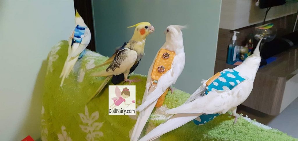 Four Cockatiels Wearing Bird Diaper Flight Suits