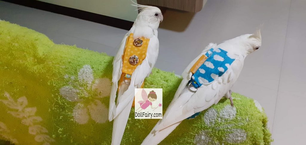Four Cockatiels Wearing Bird Diaper Flight Suits