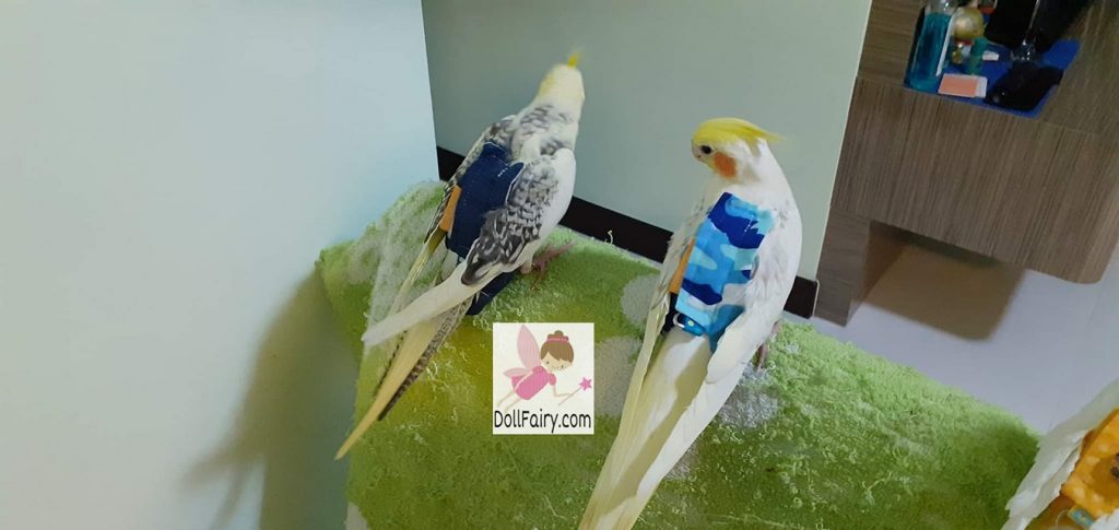 Four Cockatiels Wearing Bird Diaper Flight Suits