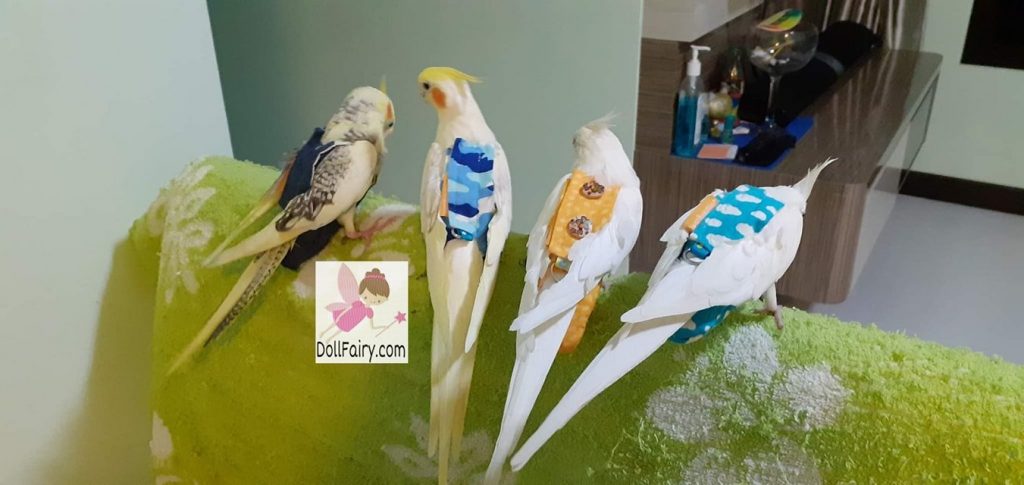 Four Cockatiels Wearing Bird Diaper Flight Suits