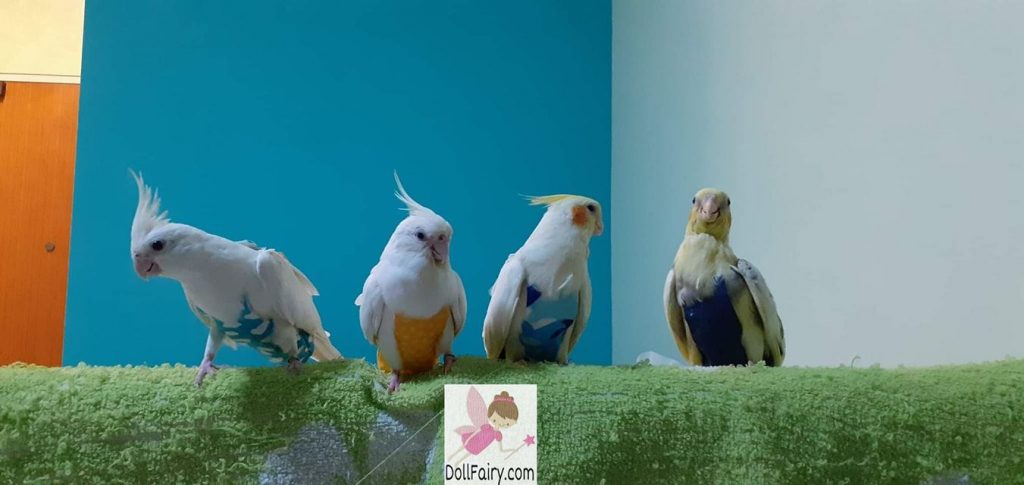 Four Cockatiels Wearing Bird Diaper Flight Suits