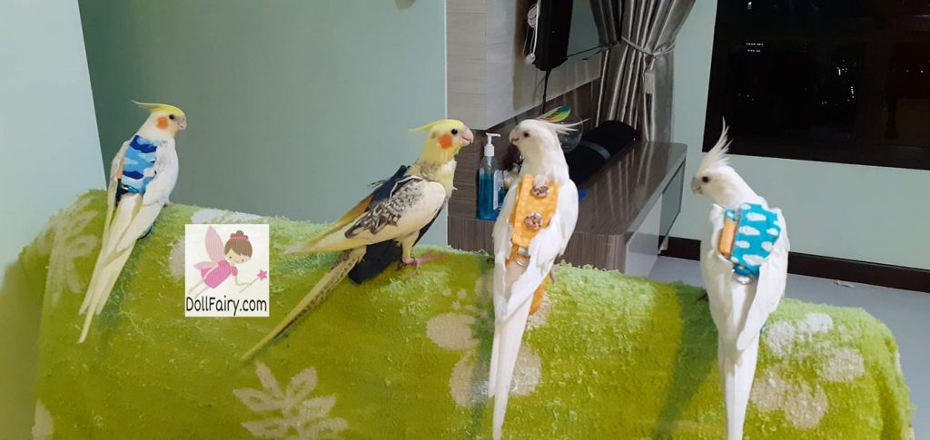 Four Cockatiels Wearing Bird Diaper Flight Suits