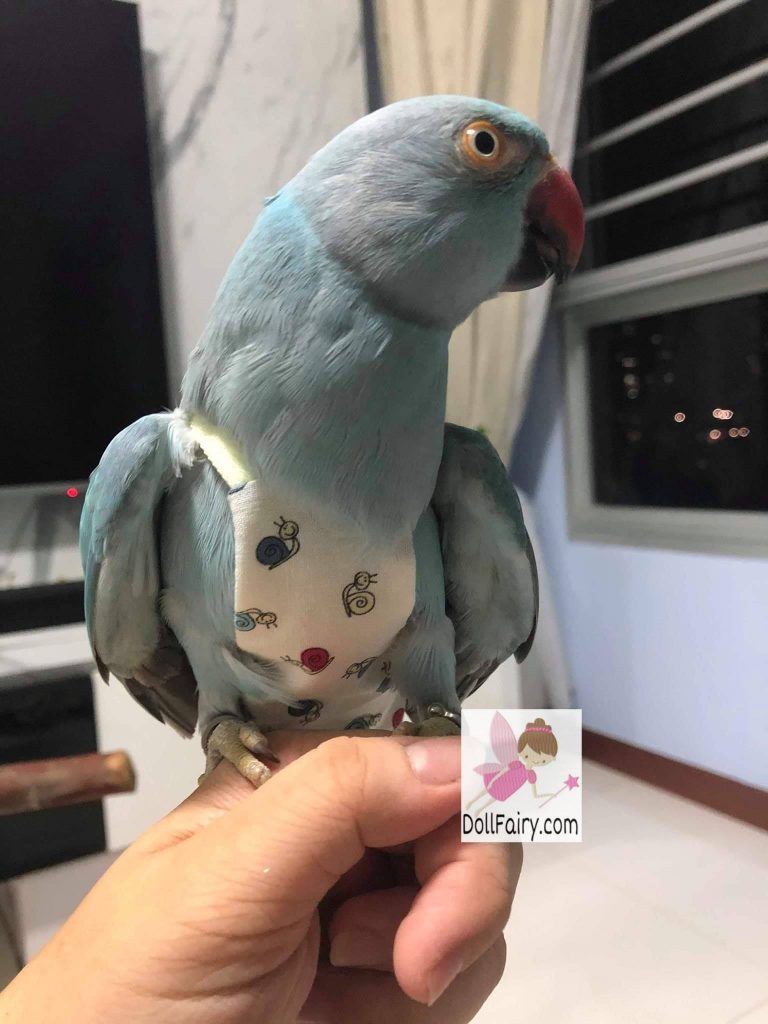 Indian Ringneck Parrots Wearing Bird Diaper Flight Suits