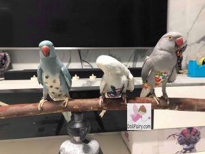 Indian Ringneck Parrots Wearing Bird Diaper Flight Suits