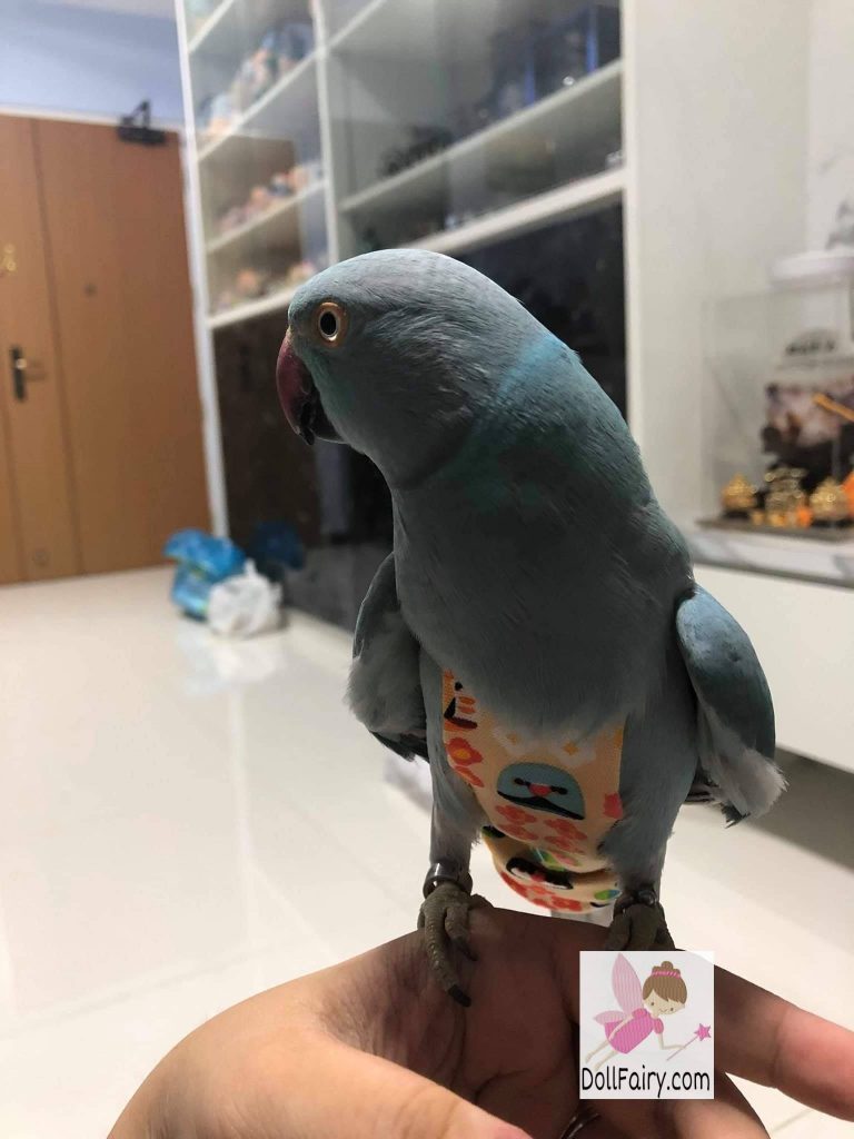 Indian Ringneck Parrots Wearing Bird Diaper Flight Suits