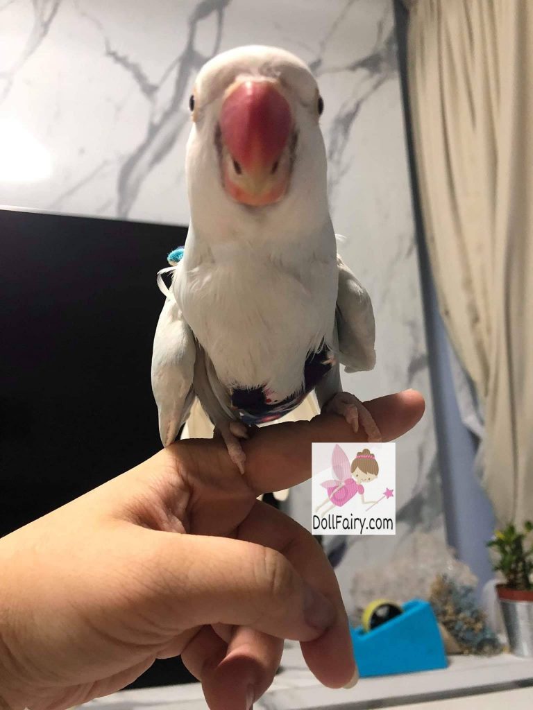 Indian Ringneck Parrots Wearing Bird Diaper Flight Suits