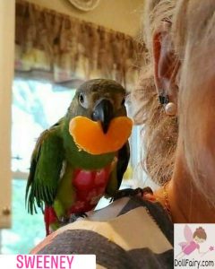 Sweeney Dusky Conure Bird Diaper Flight Suit