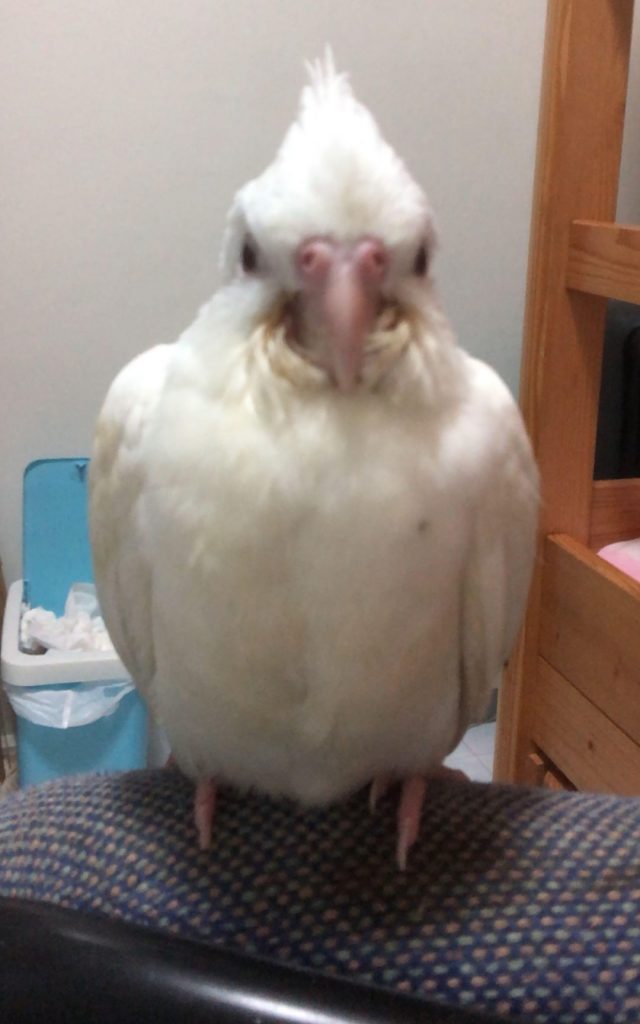 Cloudy Albino Cockatiel Bird Diaper Flight Suit 