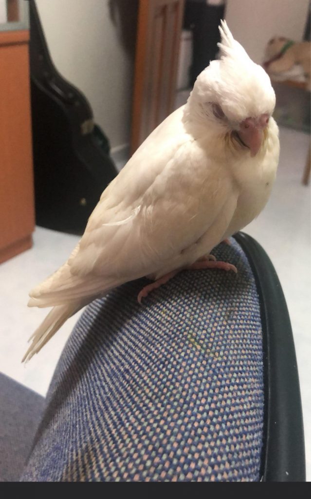 Cloudy Albino Cockatiel Bird Diaper Flight Suit 