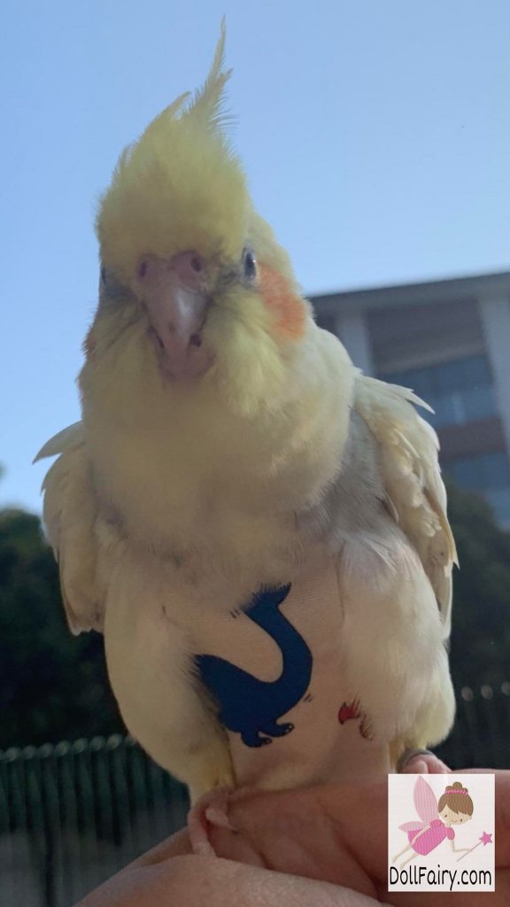 Cockatiel Bird Diaper Flight Suit