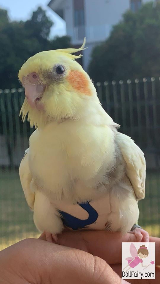 Cockatiel Bird Diaper Flight Suit