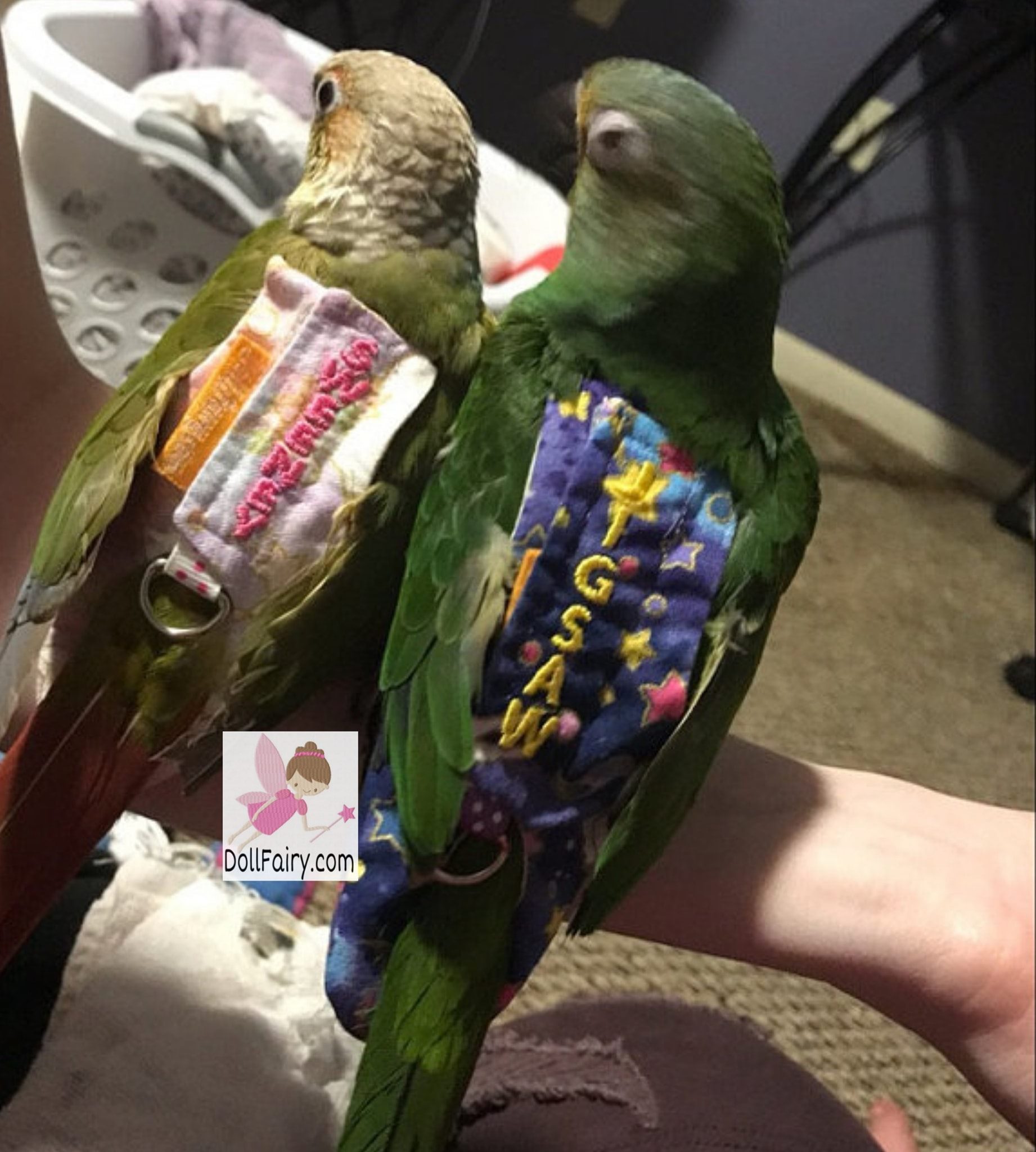 Pineapple Green Cheek Conure