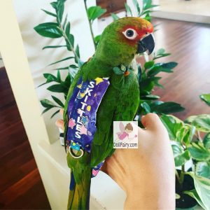 Skittles Golden Cap Conure Bird Diaper Flight Suit