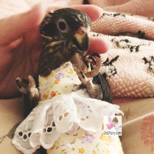 Pixie Dusky Pionus Parrot Floral Skirt Bird Diaper Flight Suit