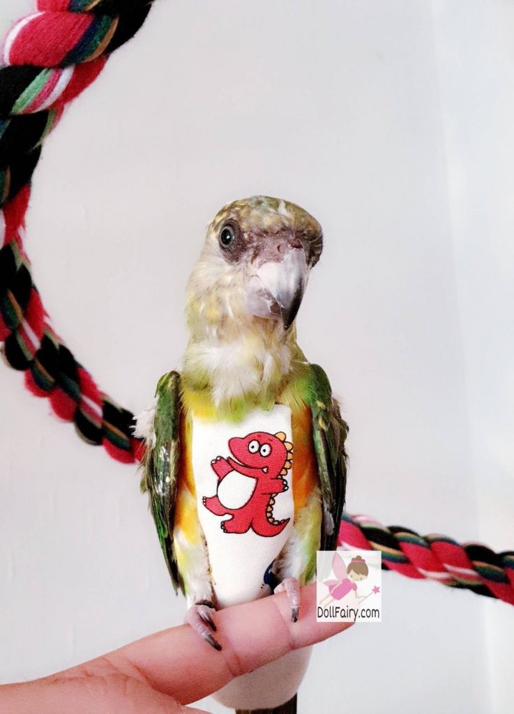 Tarzan Senegal Parrot Bird Diaper Flight Suit