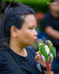 Two Cute Conures Wearing Their Bird Diaper Flight Suits