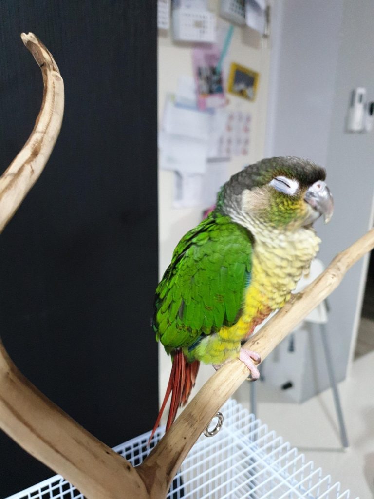 Yellow Sided Green Cheek Conure Bird Diaper Flight Suit