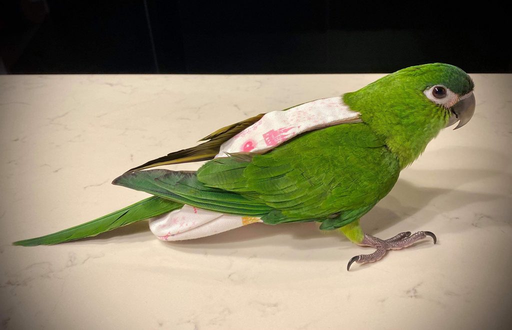 Hahns Macaw Bird Diaper Flight Suit