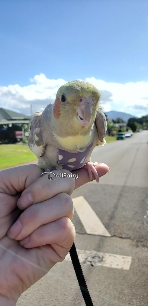 MissMo Cockatiel Bird Diaper Flight Suit