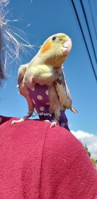 MissMo Cockatiel Bird Diaper Flight Suit