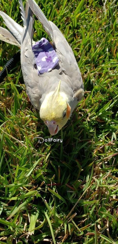 MissMo Cockatiel Bird Diaper Flight Suit