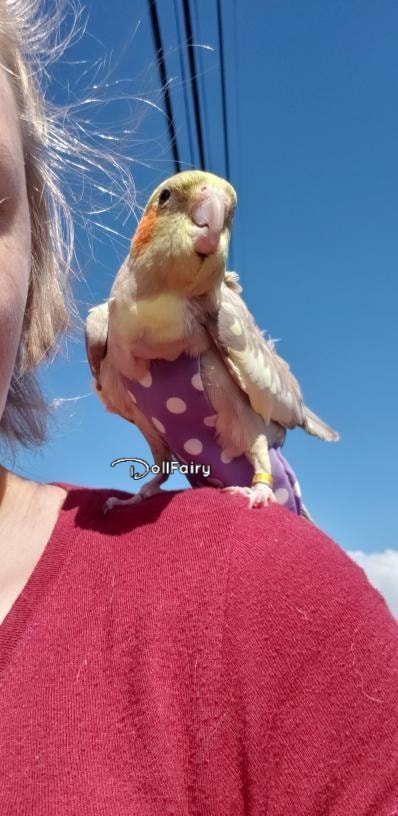 MissMo Cockatiel Bird Diaper Flight Suit