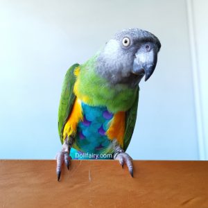 Reusable Bird Diaper