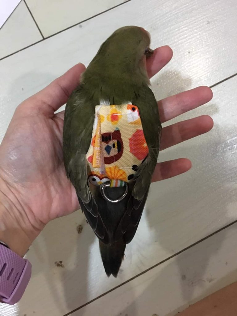 Lovebird Bird Diaper