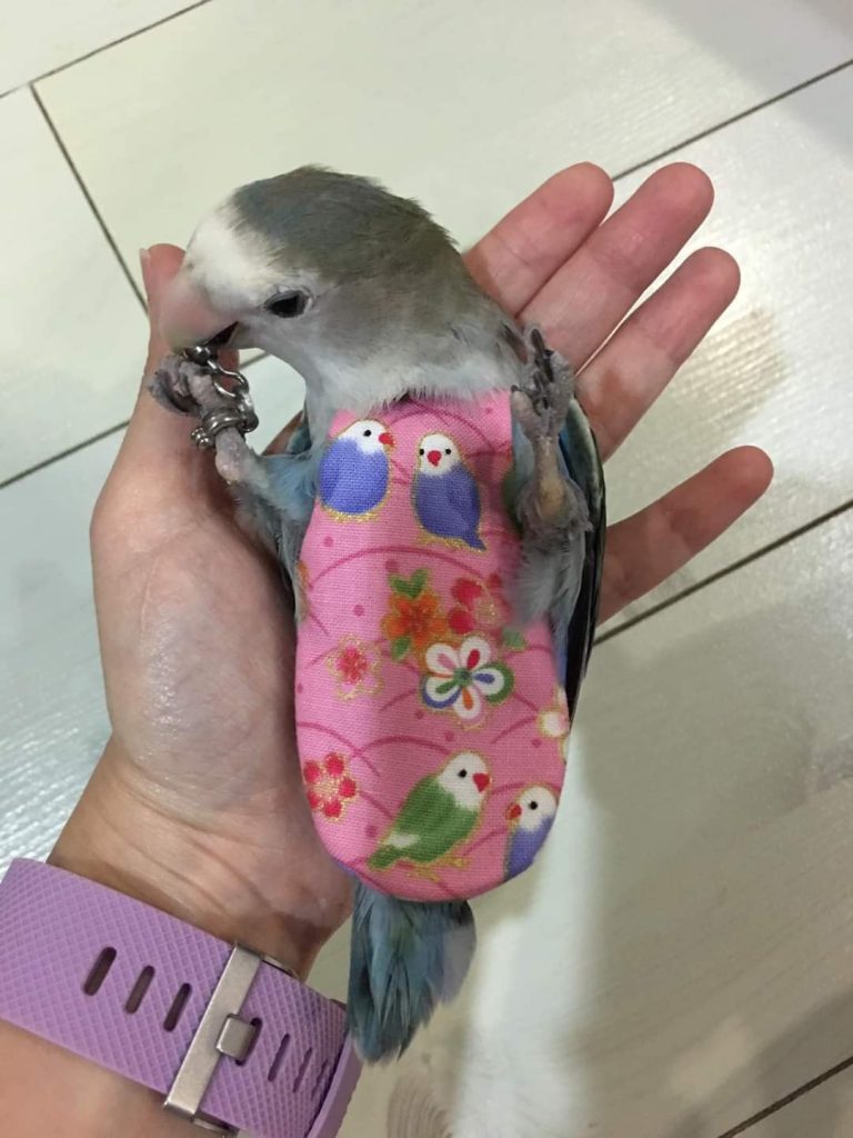 Lovebird Wearing Bird Diaper Suit With Lovebirds Print