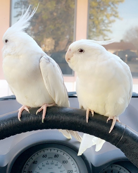 Navy Stars Bird Diaper Suit For Cockatiel