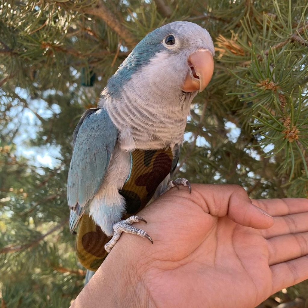 Quaker Parrot Wearing Bird Diaper Suit