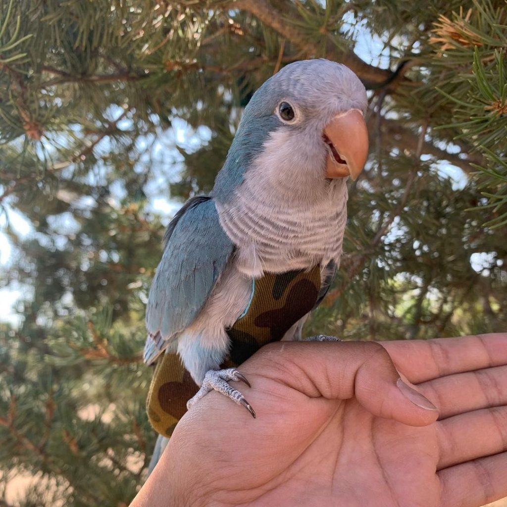 Quaker Parrot Wearing Bird Diaper Suit