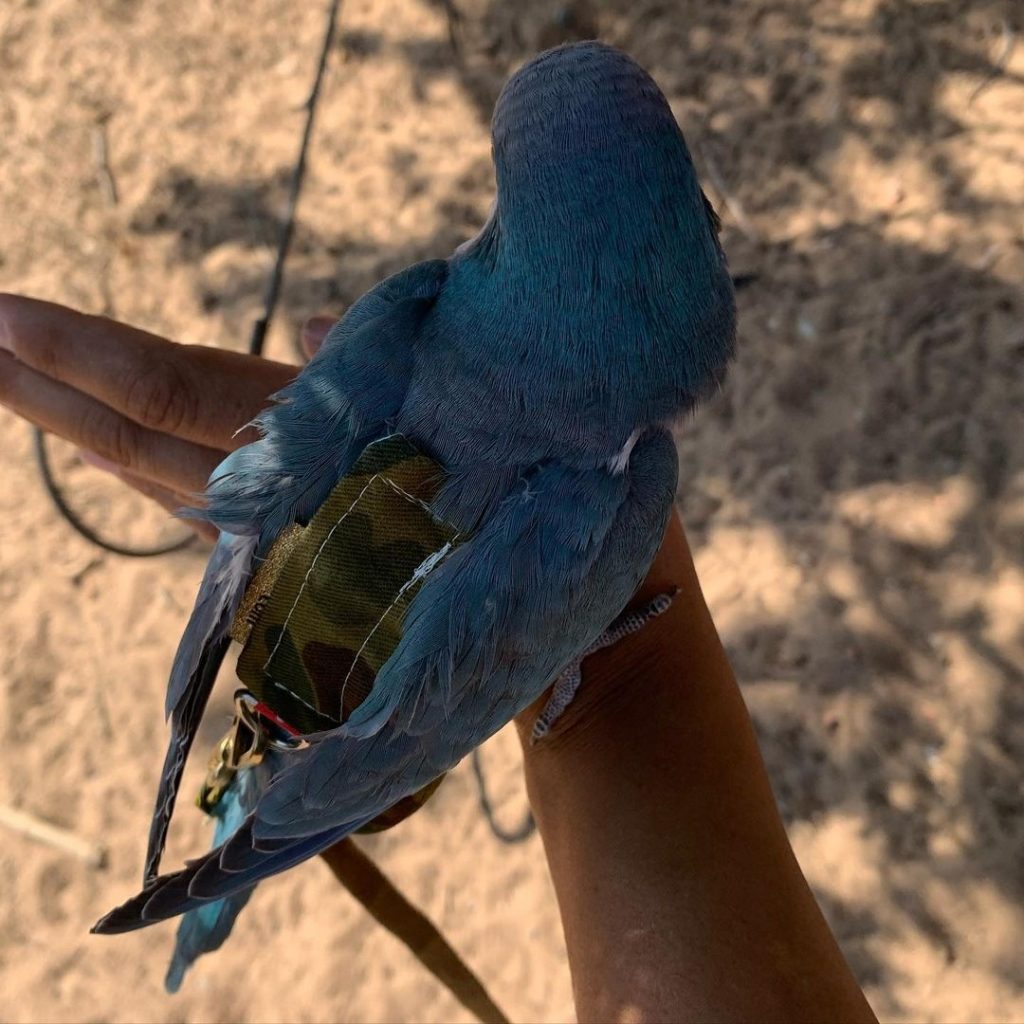 Quaker Parrot Wearing Bird Diaper Suit