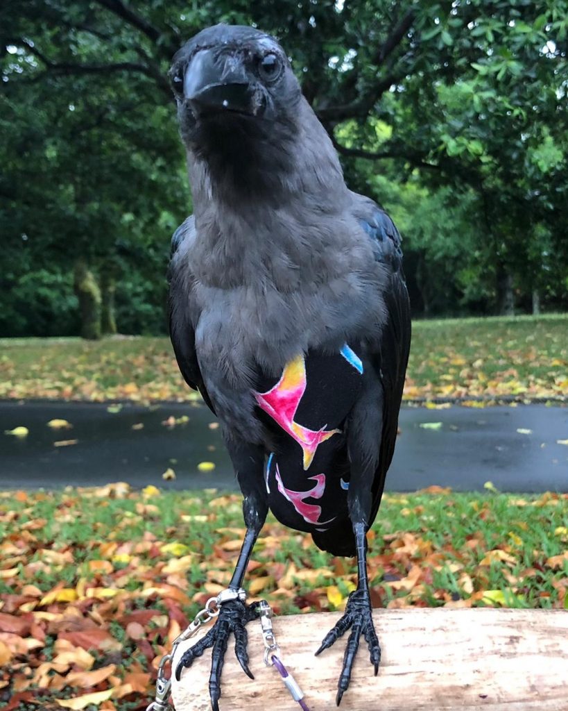 Crow Wearing Bird Diaper Suit