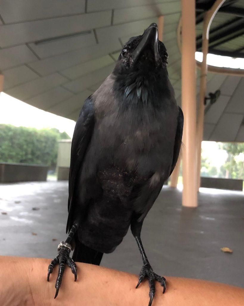 Crow Wearing Bird Diaper Suit