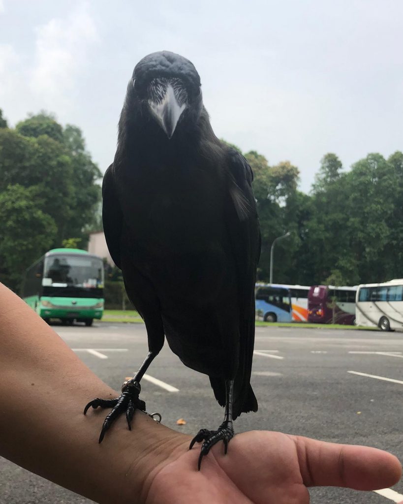 Crow Wearing Bird Diaper Suit