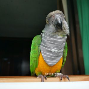 Bird Bandana On Senegal Parrot